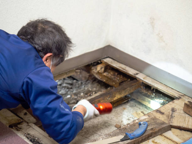 Best Mold Remediation Experts  in Fort Dix, NJ