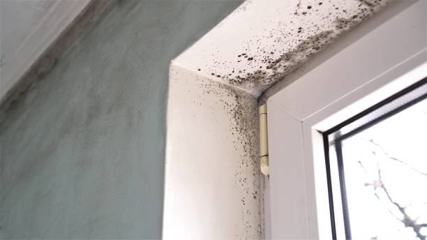 Best Same-Day Mold Removal  in Fort Dix, NJ