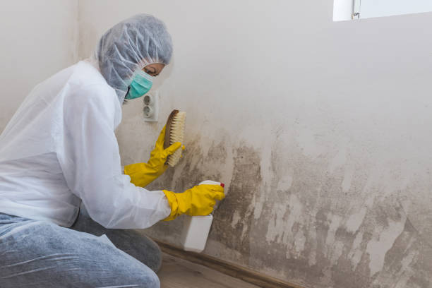 Best Mold Removal Company Near Me  in Fort Dix, NJ