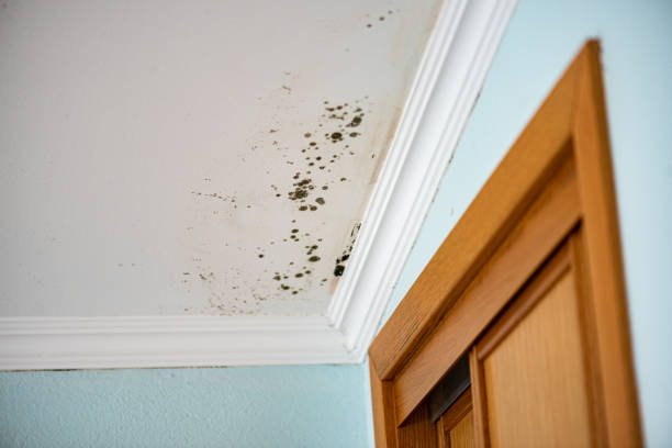 Best Certified Mold Removal  in Fort Dix, NJ