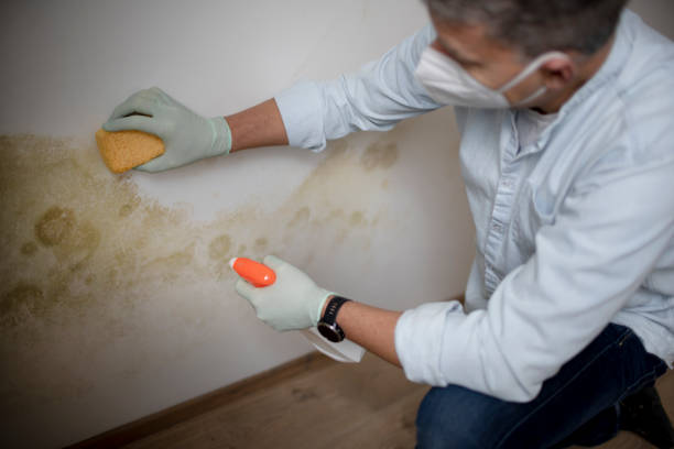 Best Home Mold Removal  in Fort Dix, NJ
