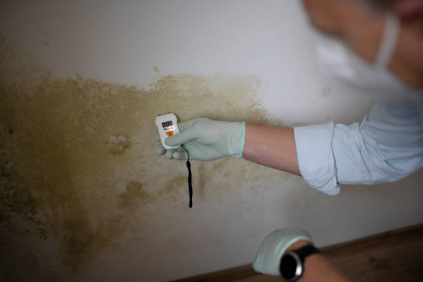 Best Mold Testing  in Fort Dix, NJ