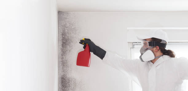 Best Professional Mold Removal  in Fort Dix, NJ