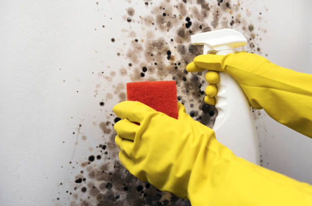 Best Fast Mold Removal  in Fort Dix, NJ