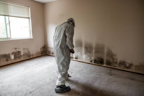 Best Affordable Mold Removal  in Fort Dix, NJ