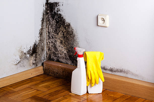 Best Certified Mold Removal  in Fort Dix, NJ
