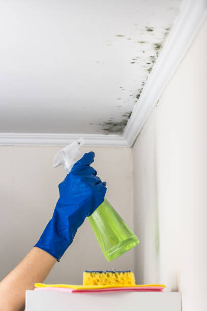 Best Black Mold Removal  in Fort Dix, NJ